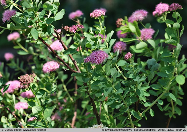 Spiraea splendens (tawuła gęstokwiatowa)