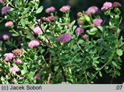 Spiraea splendens (tawuła gęstokwiatowa)