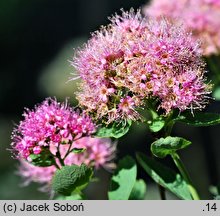 Spiraea splendens (tawuła gęstokwiatowa)