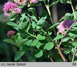 Spiraea splendens (tawuła gęstokwiatowa)