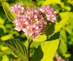 Spiraea japonica Golden Princess