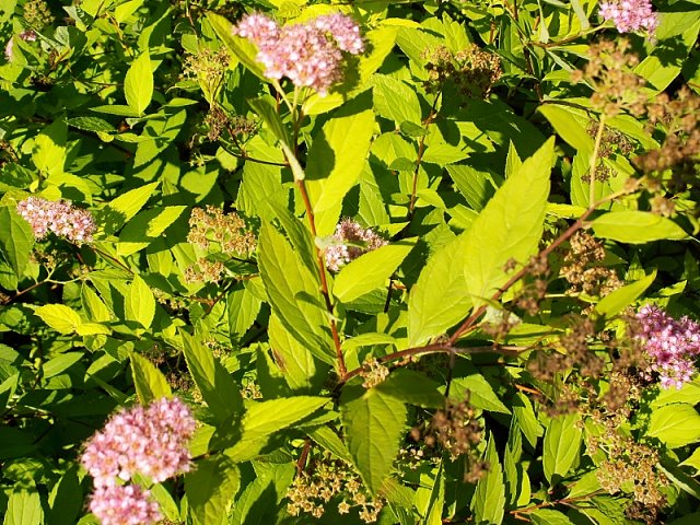 Spiraea japonica Golden Princess