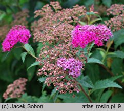 Spiraea japonica Crispa