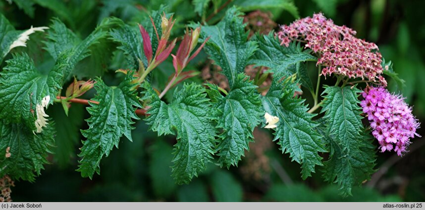 Spiraea japonica Crispa