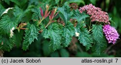 Spiraea japonica Crispa