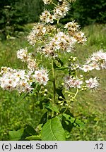 Spiraea alba (tawuła biała)