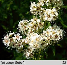 Spiraea alba (tawuła biała)