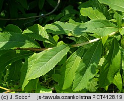 Spiraea alba (tawuła biała)