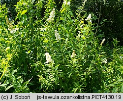 Spiraea alba (tawuła biała)