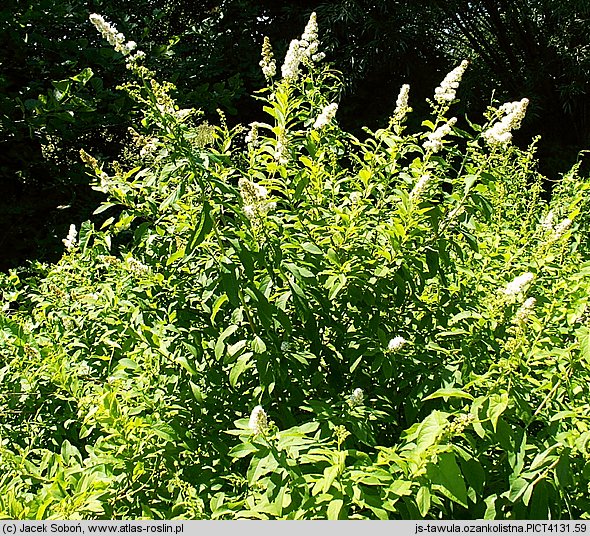 Spiraea alba (tawuła biała)