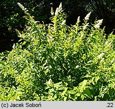 Spiraea alba (tawuła biała)