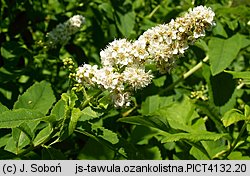 Spiraea alba (tawuła biała)