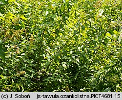 Spiraea alba (tawuła biała)