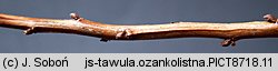 Spiraea alba (tawuła biała)