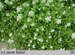 Spiraea decumbens (tawuła rozpostarta)