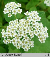 Spiraea decumbens (tawuła rozpostarta)