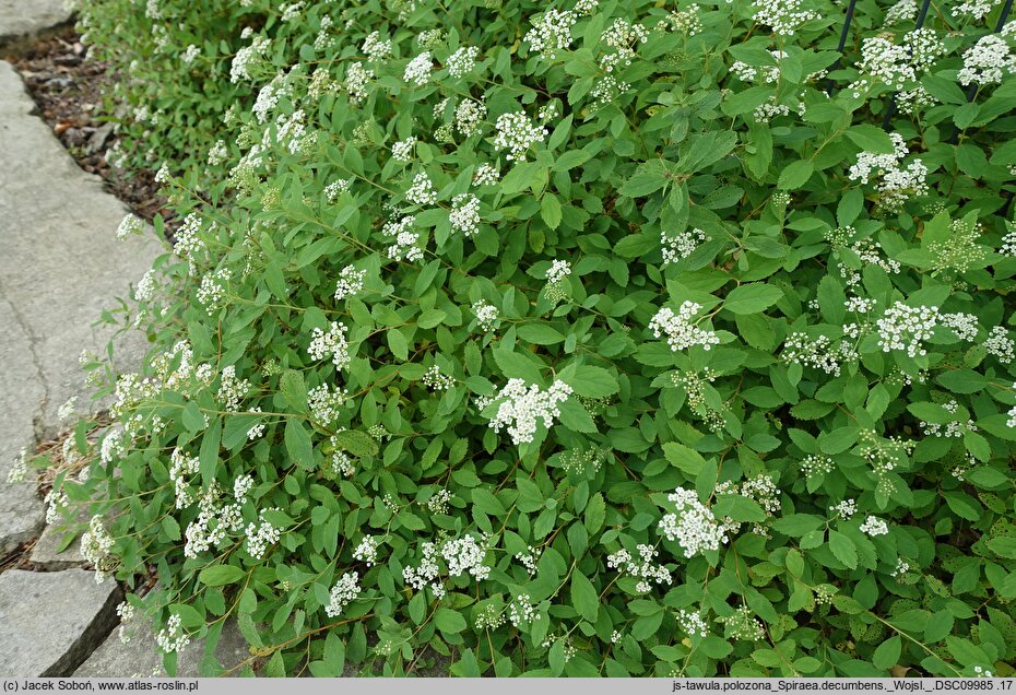 Spiraea decumbens (tawuła rozpostarta)