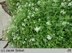 Spiraea decumbens (tawuła rozpostarta)