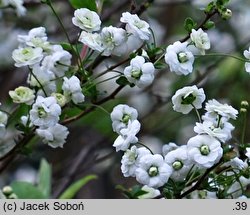 Spiraea prunifolia (tawuła śliwolistna)