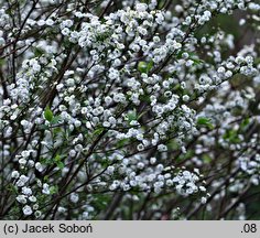 Spiraea prunifolia (tawuła śliwolistna)