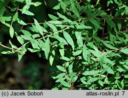 Spiraea ×cinerea (tawuła szara)