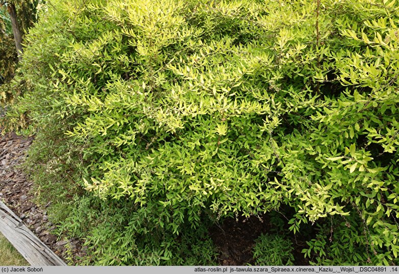 Spiraea ×cinerea Kaziu