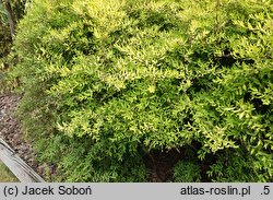 Spiraea ×cinerea Kaziu