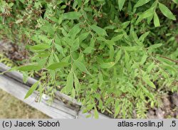 Spiraea ×cinerea Kaziu