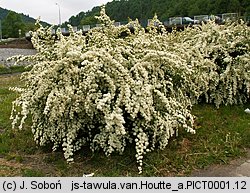 Spiraea ×vanhouttei (tawuła van Houtte'a)