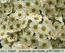 Spiraea ×vanhouttei (tawuła van Houtte'a)