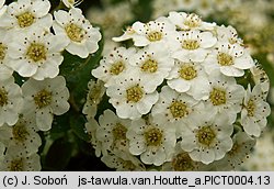 Spiraea ×vanhouttei (tawuła van Houtte'a)