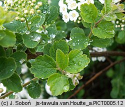 Spiraea ×vanhouttei (tawuła van Houtte'a)