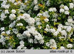 Spiraea ×vanhouttei Gold Fountain