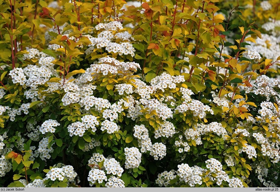 Spiraea ×vanhouttei Gold Fountain