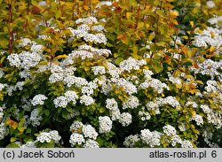 Spiraea ×vanhouttei Gold Fountain