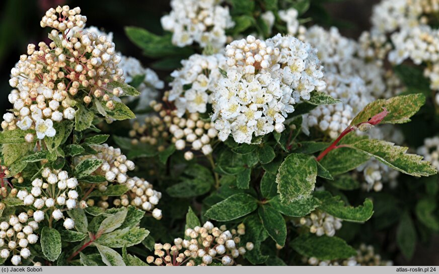 Spiraea ×vanhouttei Pink Ice