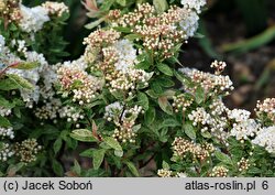 Spiraea ×vanhouttei Pink Ice