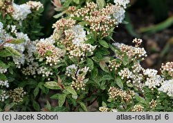 Spiraea ×vanhouttei Pink Ice