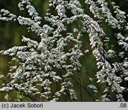 Spiraea Arguta