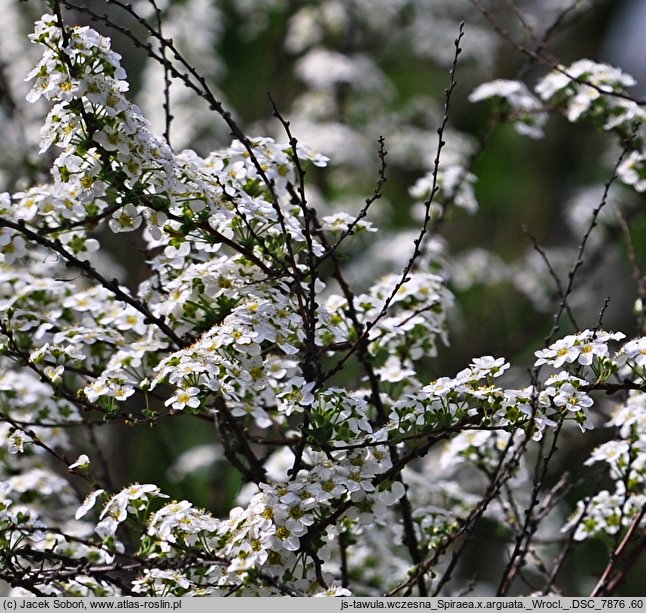 Spiraea Arguta