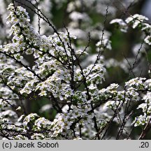 Spiraea Arguta