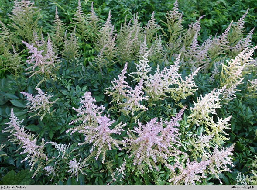 Astilbe ×rosea Lilli Goos