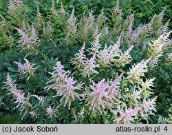 Astilbe ×rosea Lilli Goos