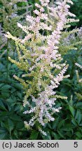 Astilbe ×rosea Lilli Goos