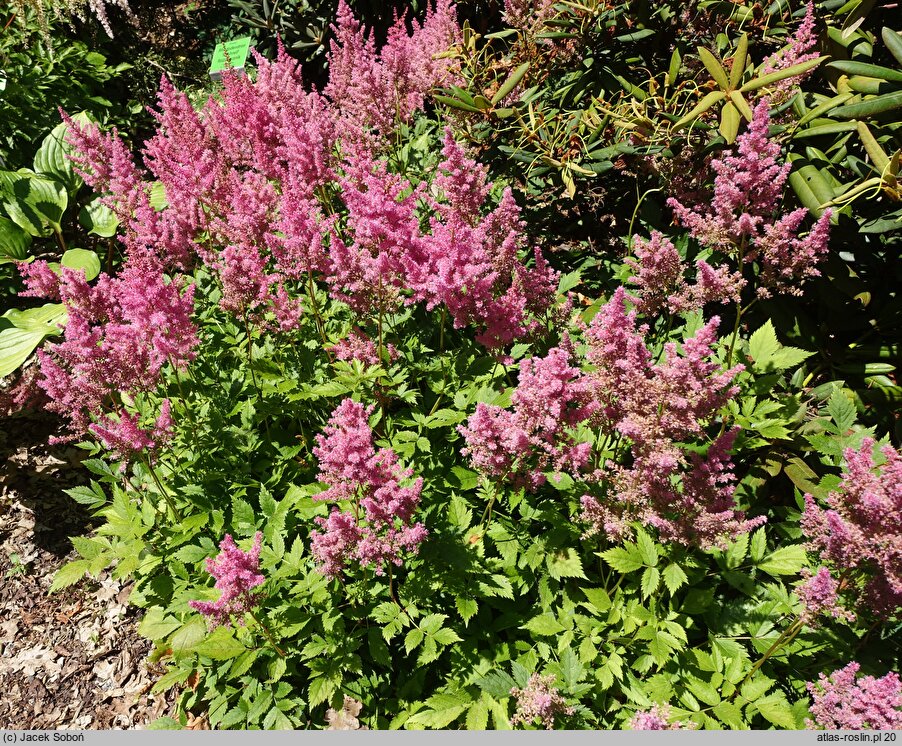 Astilbe ×rosea Rubin