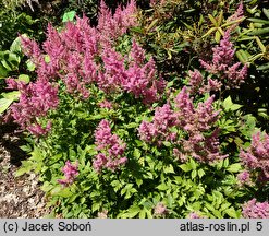 Astilbe ×rosea Rubin