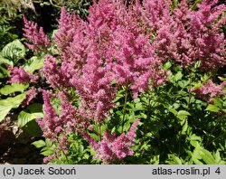 Astilbe ×rosea Rubin