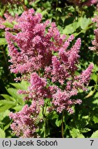 Astilbe ×rosea Rubin