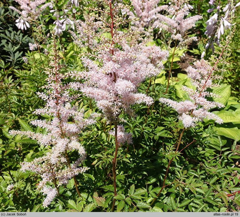 Astilbe Rubella