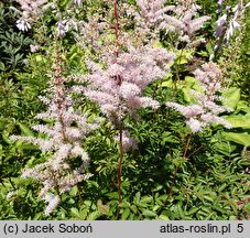 Astilbe Rubella